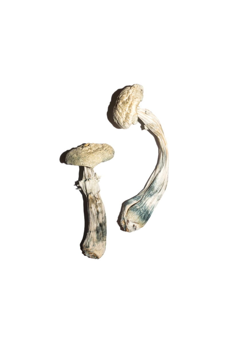 Koop Avery's Albino Paddo's Online