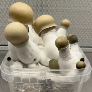 Kit per la coltivazione di funghi magici Bluey Vuitton