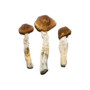 Koop Aanbevolen Speciale 'Oz' Paddo's (28 gram) Online