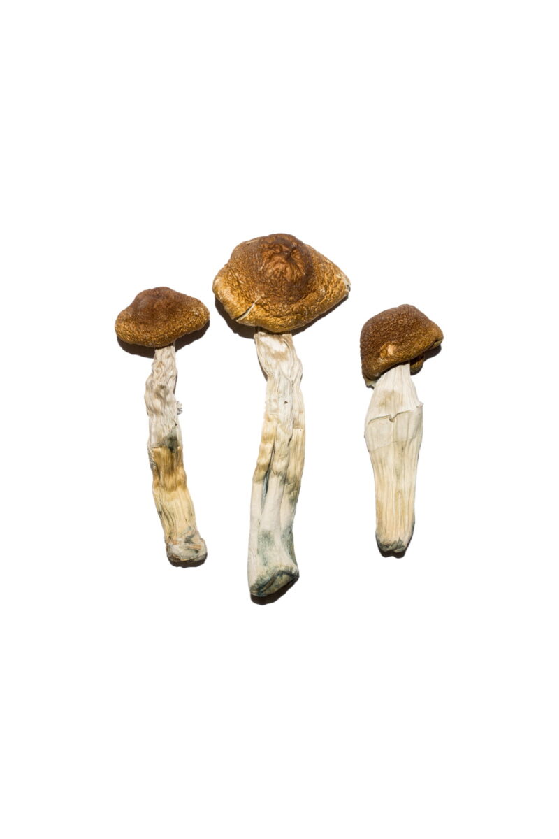 Koop Aanbevolen Speciale 'Oz' Paddo's (28 gram) Online