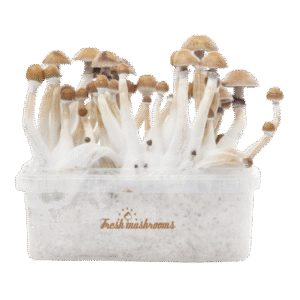 Fresh Mushrooms® Magic Mushroom Grow Kit Mexikansk XP