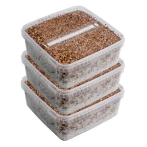 GetMagic® 3XL Magic Mushroom Grow Kit έκπτωση προώθηση