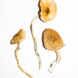 Gouden leraren paddo's
