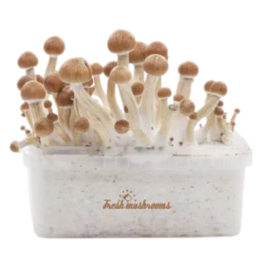 Magic Mushroom Grow Kit Amazon XP av FreshMushrooms®