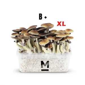 Κιτ καλλιέργειας μαγικών μανιταριών B+ XL από τη Mondo®