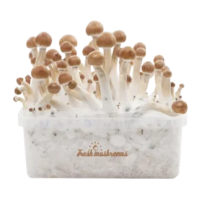 Magic Mushroom Grow Kit B+ XP från FreshMushrooms®.