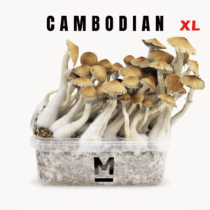 Odlingssats för Magic Mushroom Cambodia XL från Mondo