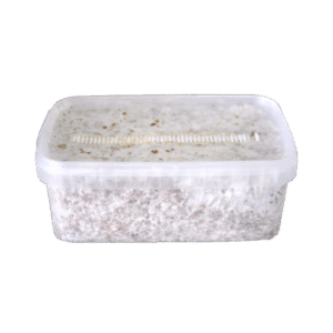 Magic Mushroom Grow Kit Colombia XP av FreshMushrooms®.