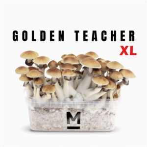 Odlingssats för Magic Mushroom Golden Teacher XL från Mondo®.