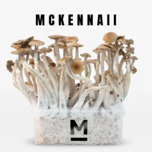 Odlingssats för magiska svampar McKennaii by Mondo®