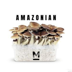 Odlingssats för magiska svampar PES Amazon by Mondo®