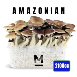 Odlingssats för magiska svampar PES Amazonian XL by Mondo®