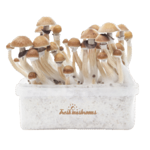 Odlingssats för Magic Mushroom McKennaii XP av FreshMushrooms®