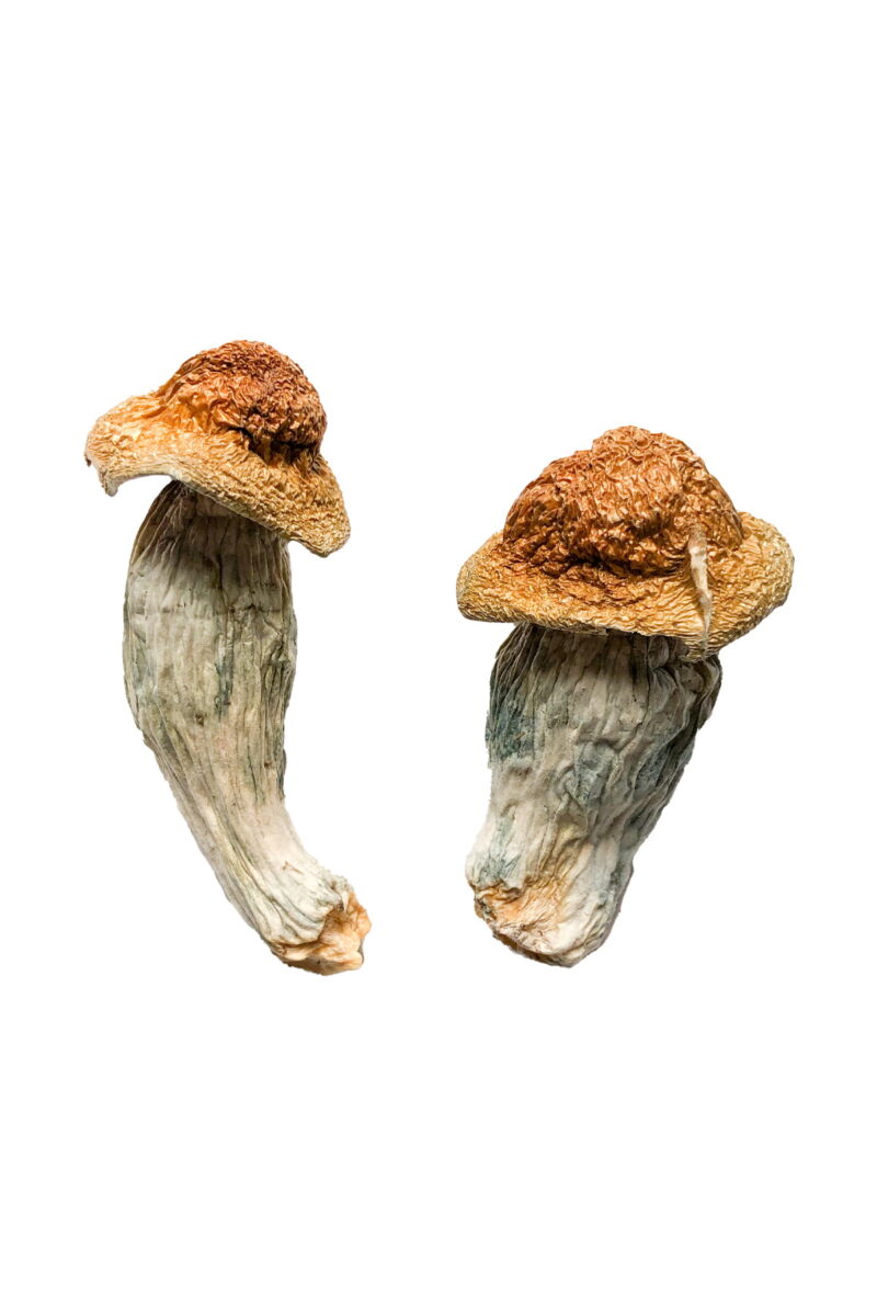 Melmac (Invidia del pene di Homestead) Funghi magici