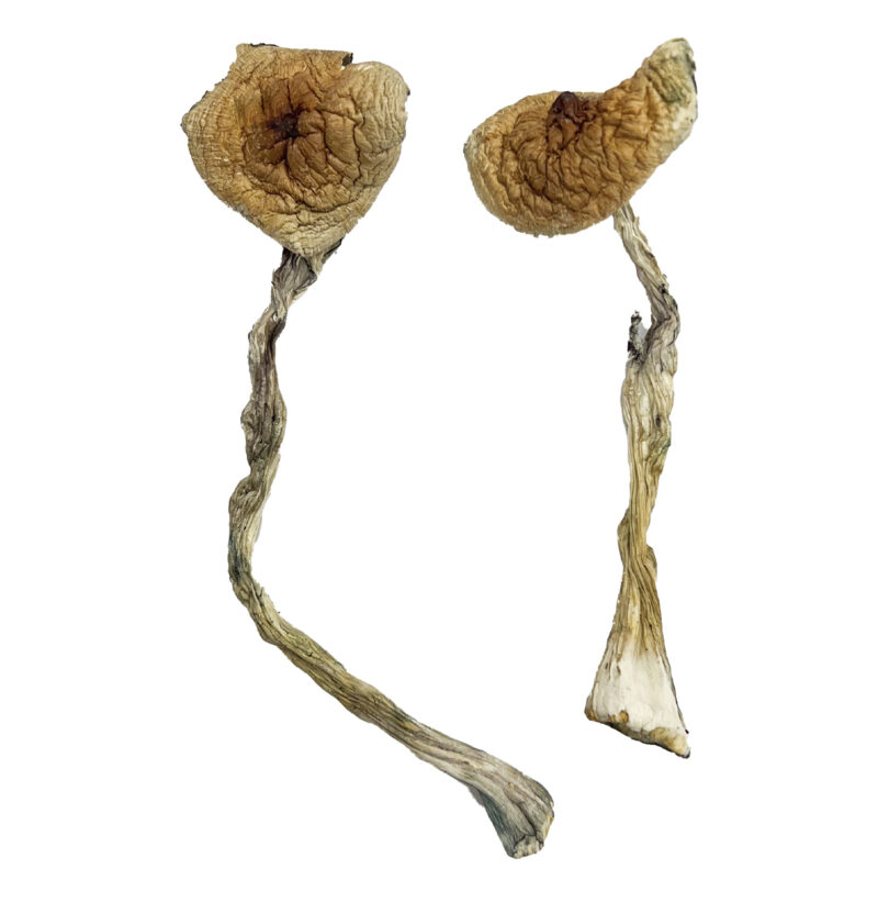Quezon Paddenstoelen