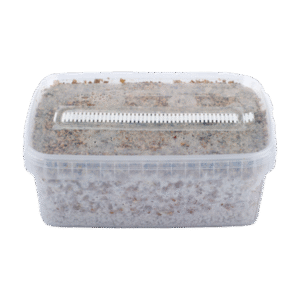 Short Dated Magic Mushroom Grow Kit