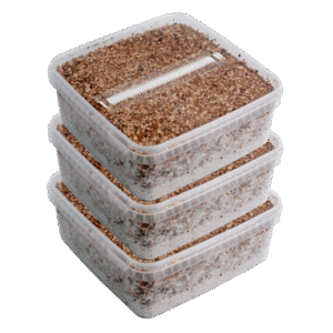 Tre extra stora Magic Mushroom Grow Kits Paketavtal